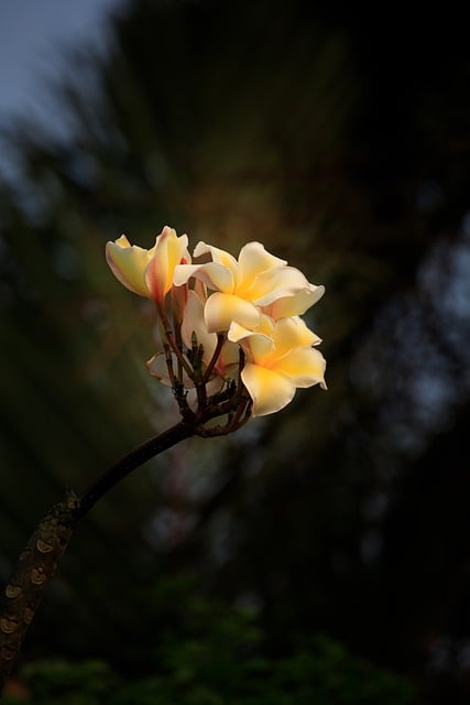 Free download frangipani plumeria flowers bloom free picture to be edited with GIMP free online image editor