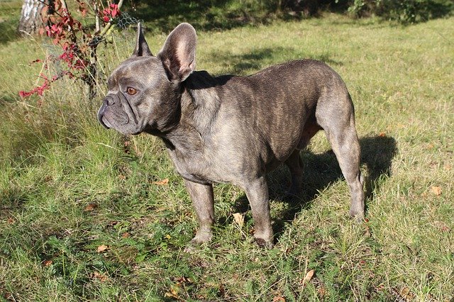 Free download French Bulldog Dog -  free photo or picture to be edited with GIMP online image editor