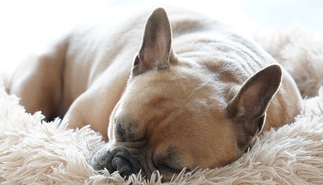 Free download french bulldog dog asleep cuddle free picture to be edited with GIMP free online image editor