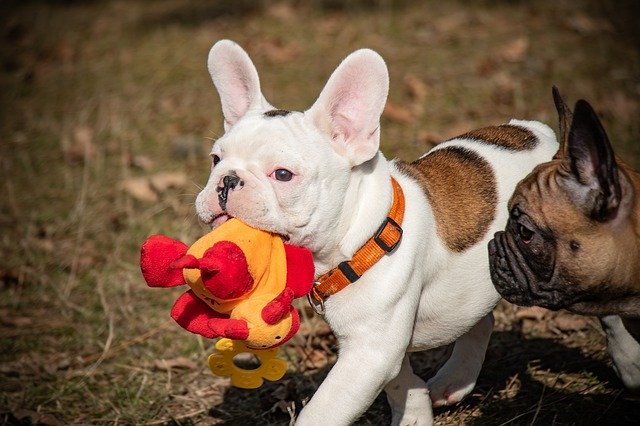 Free download French Bulldog Funny Puppies -  free photo or picture to be edited with GIMP online image editor