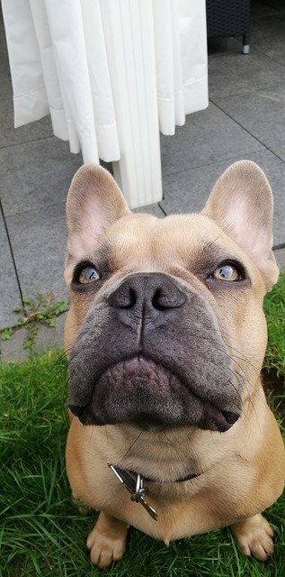 Free download French Bulldog Grass -  free photo or picture to be edited with GIMP online image editor