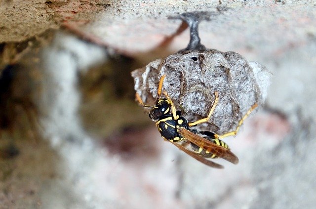 Free download French Wasps Mother Queen Egg -  free photo or picture to be edited with GIMP online image editor