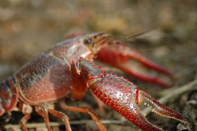 Free download Freshwater Crayfish Shrimp Killer -  free photo or picture to be edited with GIMP online image editor