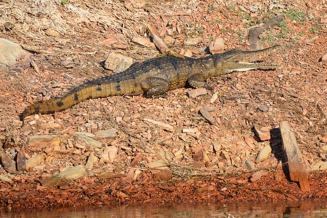 Free download Freshwater Crocodile -  free photo or picture to be edited with GIMP online image editor