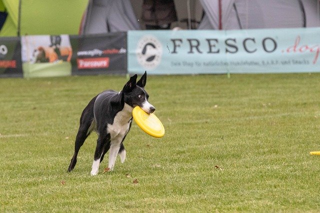 Free download Frisbee Dogfrisbee Dog Disc -  free photo or picture to be edited with GIMP online image editor