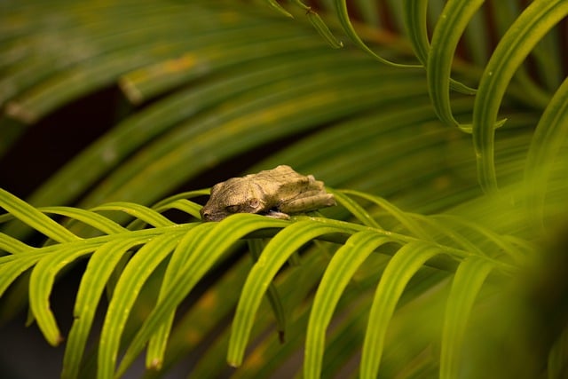 Free download frog amphibian plant forest free picture to be edited with GIMP free online image editor