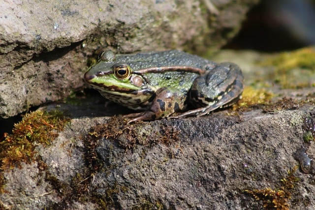 Free download frog amphibian pond frog water frog free picture to be edited with GIMP free online image editor