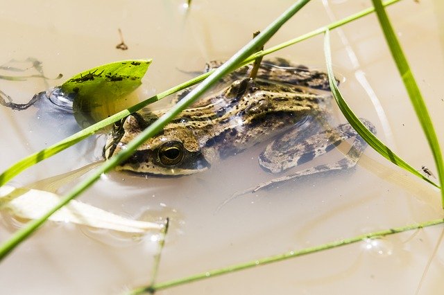 Free download Frog Amphibian Swamp -  free photo or picture to be edited with GIMP online image editor