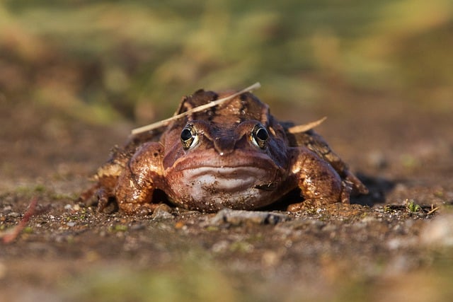 Free download frog animal amphibian nature free picture to be edited with GIMP free online image editor