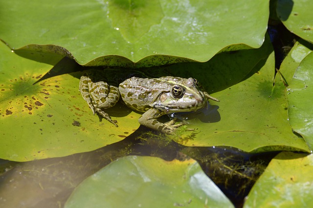 Free download frog animal pond water nature free picture to be edited with GIMP free online image editor