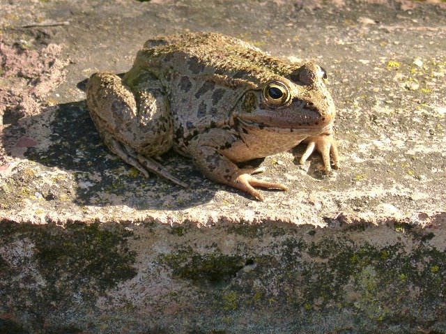 Free download Frog Batrachian Shore -  free photo or picture to be edited with GIMP online image editor