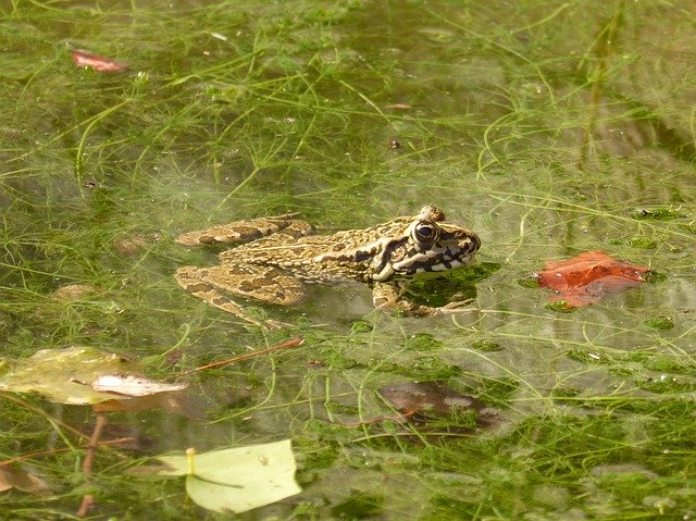 Free download Frog Batrachian Wetland -  free photo or picture to be edited with GIMP online image editor