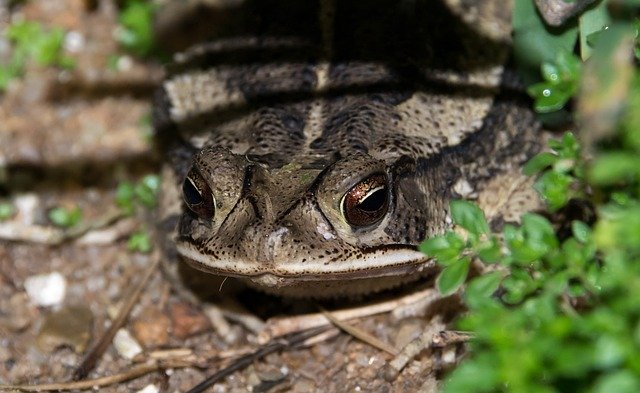 Free download Frog Face Close-Up -  free photo or picture to be edited with GIMP online image editor