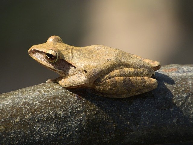 Free download Frog Garden Thailand -  free photo or picture to be edited with GIMP online image editor