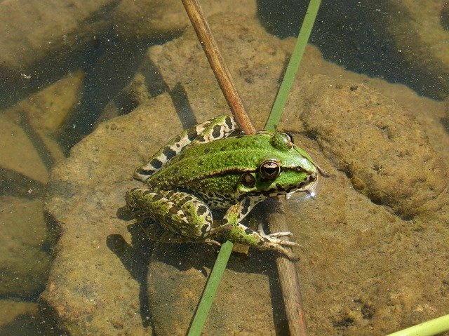 Free download Frog Green Amphibious -  free photo or picture to be edited with GIMP online image editor