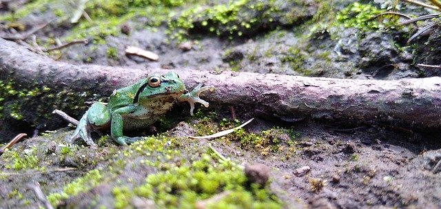 Free download Frog Green Toad -  free photo or picture to be edited with GIMP online image editor