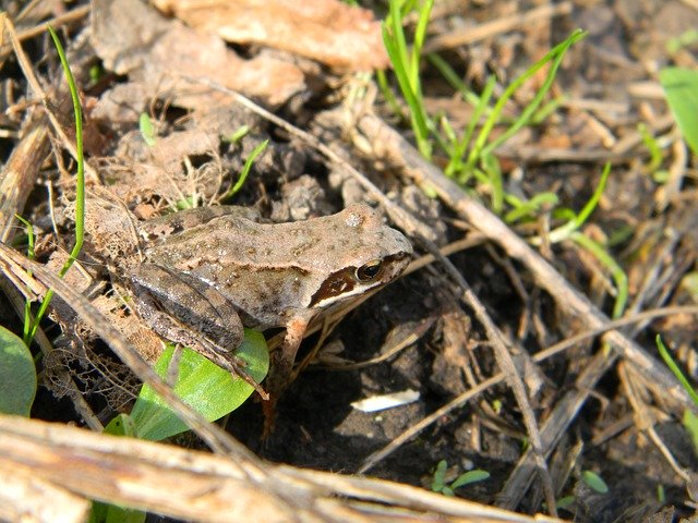 Free download Frog Mimicry Nature -  free photo or picture to be edited with GIMP online image editor