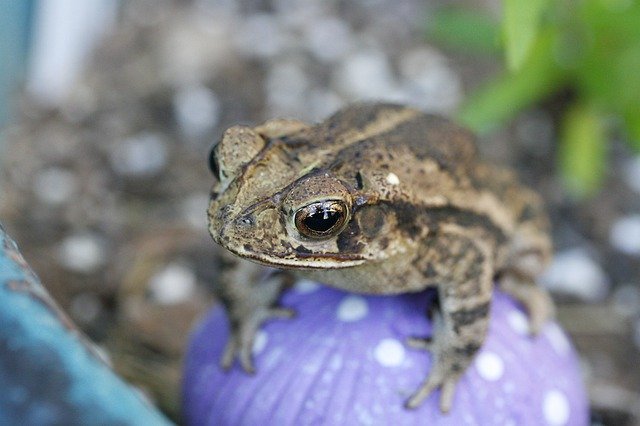 Free download Frog Mushroom Nature -  free photo or picture to be edited with GIMP online image editor