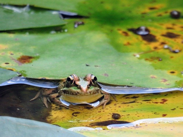 Free download Frog Nature Animal -  free free photo or picture to be edited with GIMP online image editor