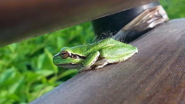 Free download Frog Nature Green -  free photo or picture to be edited with GIMP online image editor