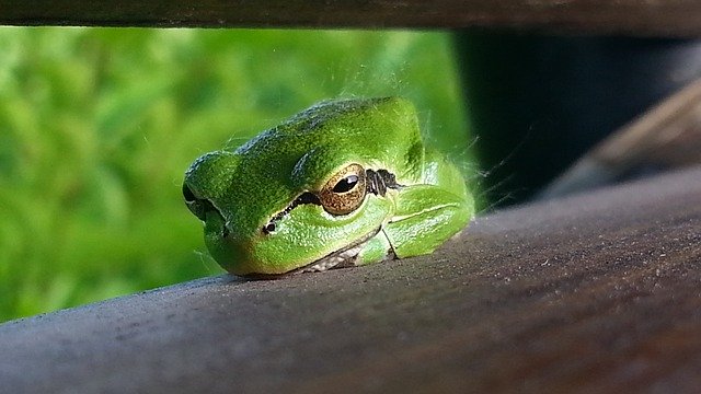 Descărcare gratuită Frog Nature Green Animal World - fotografie sau imagini gratuite pentru a fi editate cu editorul de imagini online GIMP