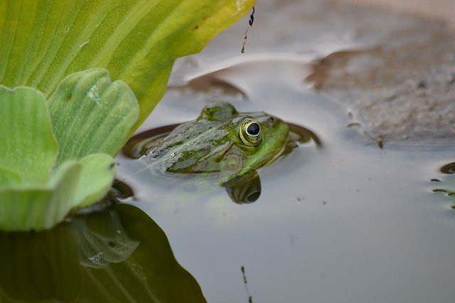 Free download Frog Nature Pond -  free photo or picture to be edited with GIMP online image editor