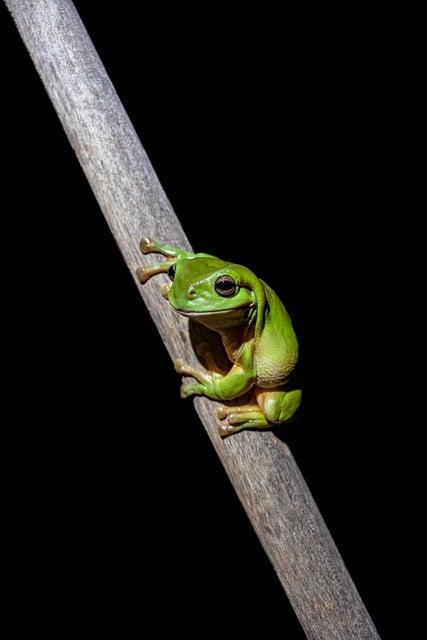 Free download frog pole stick amphibian green free picture to be edited with GIMP free online image editor