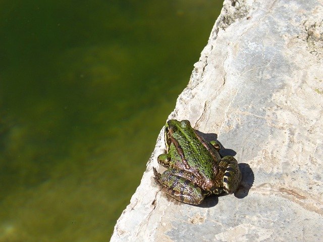 Free download Frog Raft Jump -  free photo or picture to be edited with GIMP online image editor