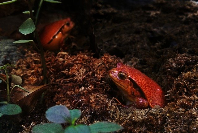 Free download Frog Red Rainforest -  free photo or picture to be edited with GIMP online image editor