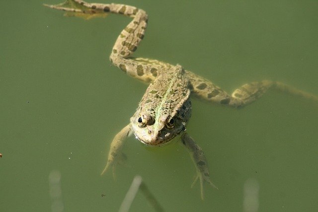 Free download Frog Reptile Nature -  free photo or picture to be edited with GIMP online image editor