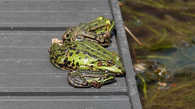 Free download Frogs Amphibians Green -  free photo or picture to be edited with GIMP online image editor