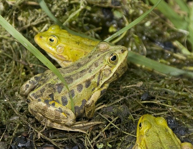 Free download Frogs Green Frog Fauna -  free photo or picture to be edited with GIMP online image editor