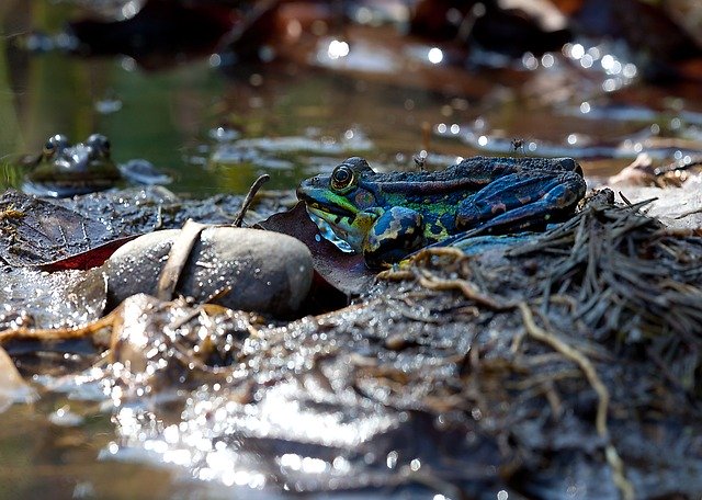 Free download Frogs Mosquitoes Pond -  free photo or picture to be edited with GIMP online image editor