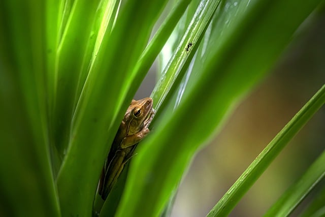 Free download frog species amphibian nature free picture to be edited with GIMP free online image editor