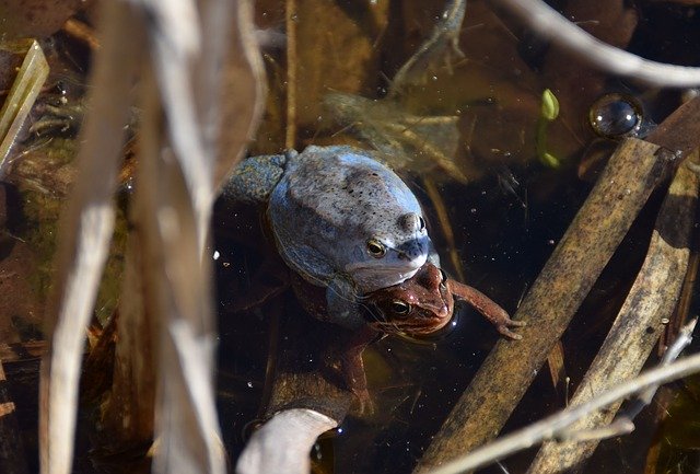 Free download Frogs Rana Arvalis Blue Male -  free photo or picture to be edited with GIMP online image editor