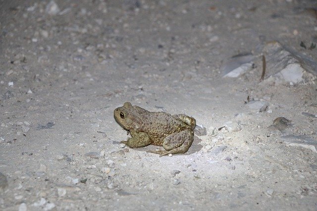 Free download Frog Toad Amphibian -  free photo or picture to be edited with GIMP online image editor