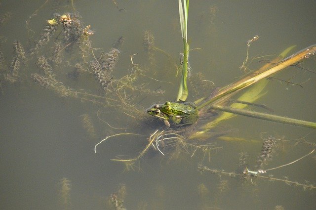 Free download Frog Toad Amphibians -  free photo or picture to be edited with GIMP online image editor