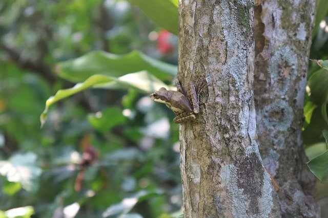 Free download Frog Tree Green -  free photo or picture to be edited with GIMP online image editor