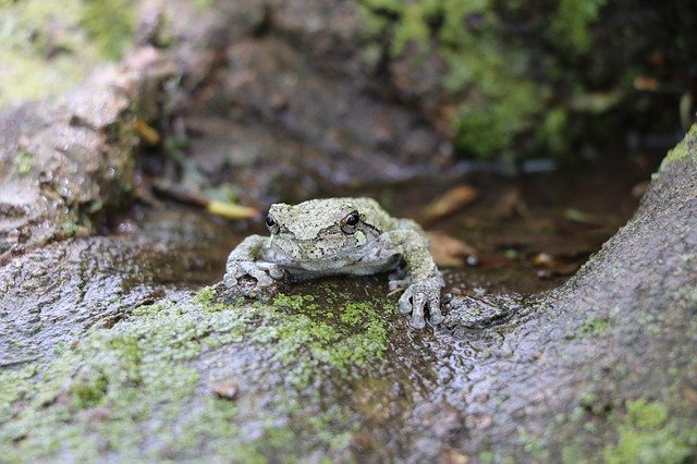 Free download Frog Tree Wild Life -  free photo or picture to be edited with GIMP online image editor