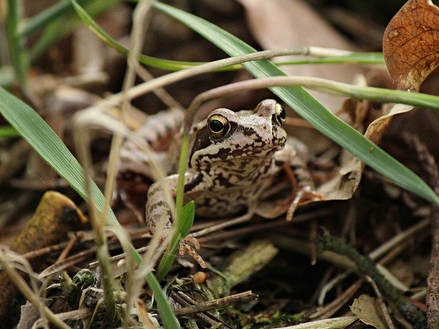 Free download Frog View Amphibian -  free photo or picture to be edited with GIMP online image editor