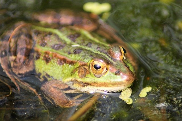 Free download Frog Water -  free photo or picture to be edited with GIMP online image editor