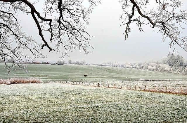 Free download Frost Countryside Cows -  free photo or picture to be edited with GIMP online image editor