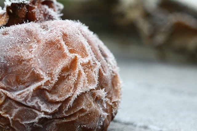 Free download Frost Fruit Cold -  free photo or picture to be edited with GIMP online image editor