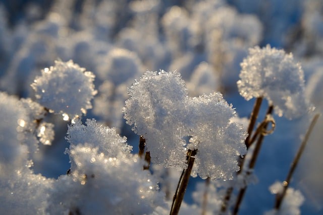 Free download frost grass crystals winter nature free picture to be edited with GIMP free online image editor