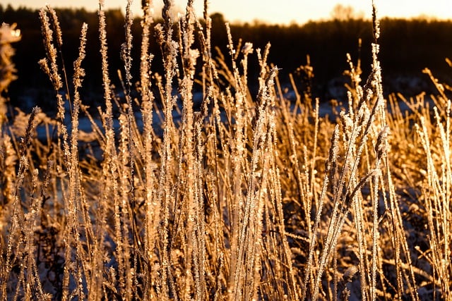 Free download frost grass winter cold lighting free picture to be edited with GIMP free online image editor