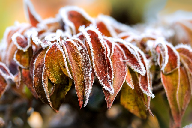 Free download frost hoarfrost autumn forest free picture to be edited with GIMP free online image editor