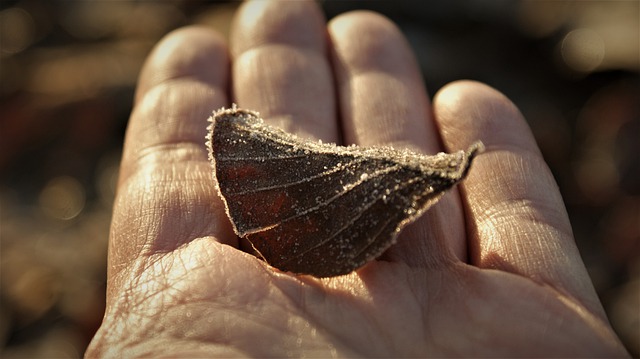 Free download frost leaf nature season winter free picture to be edited with GIMP free online image editor