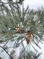 Free download Frost on pine cones and trees free photo or picture to be edited with GIMP online image editor