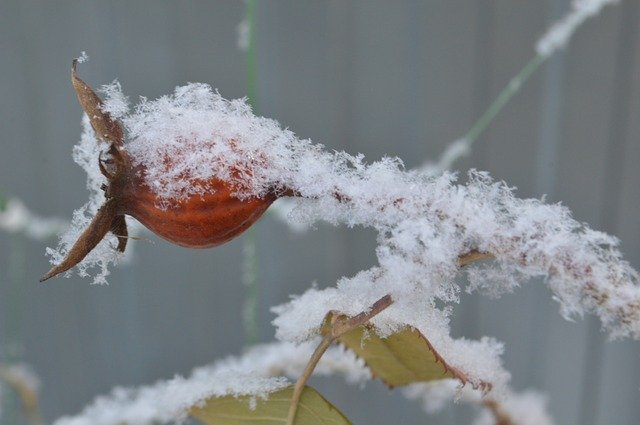 Free download Frost Snow Bush -  free photo or picture to be edited with GIMP online image editor