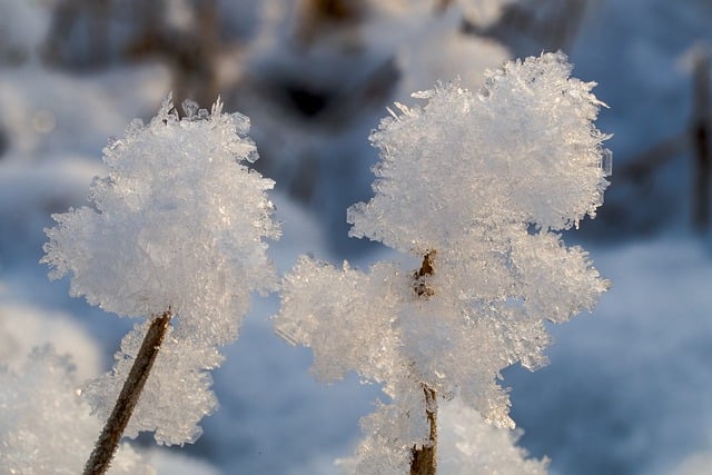 Free download frost snow winter ice crystals free picture to be edited with GIMP free online image editor